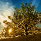 Sunset-Tree