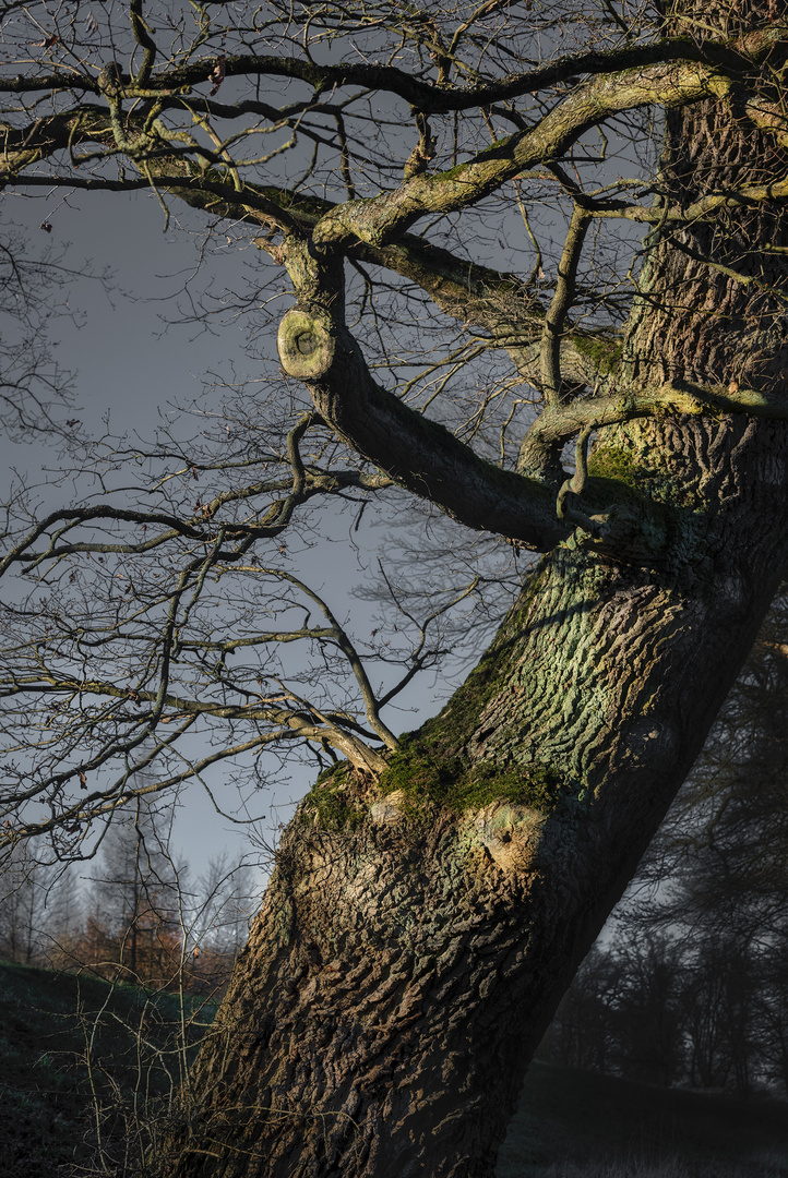 Sunset tree