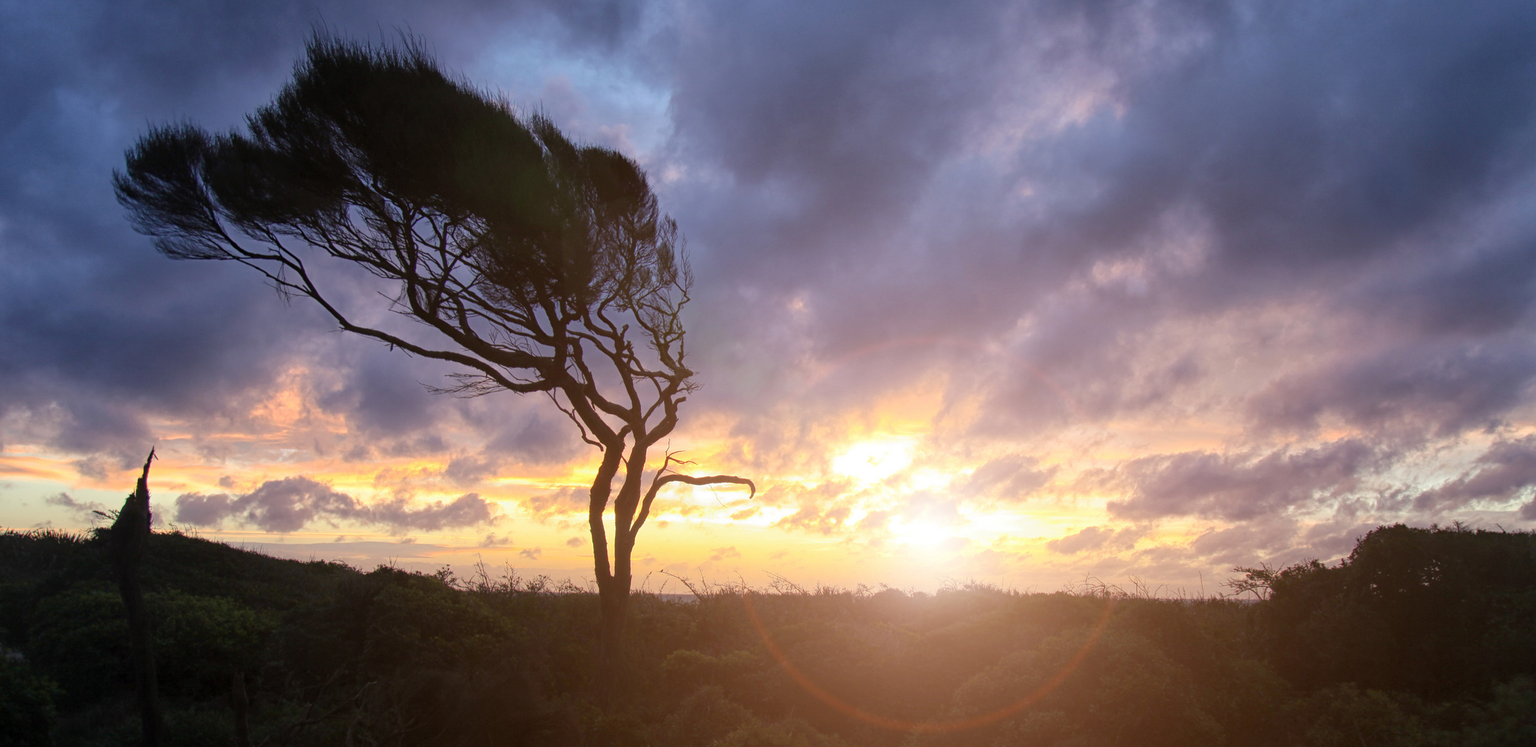 Sunset tree