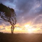 Sunset tree