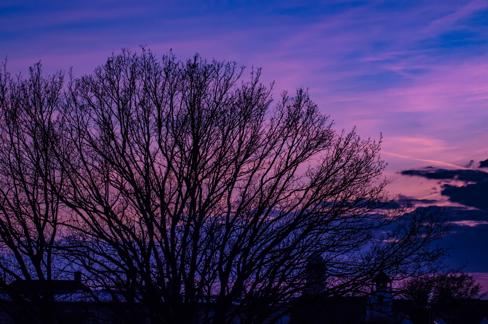 Sunset tree