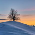 Sunset Tree