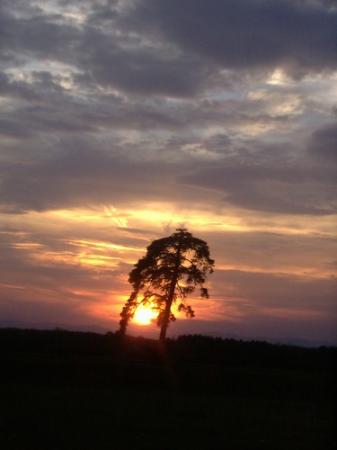 Sunset Tree