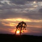 Sunset Tree