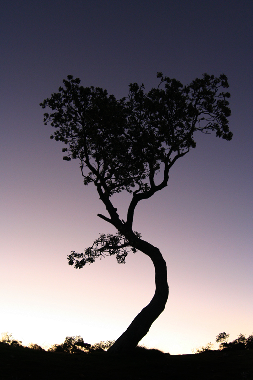 sunset tree