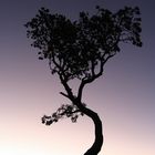 sunset tree