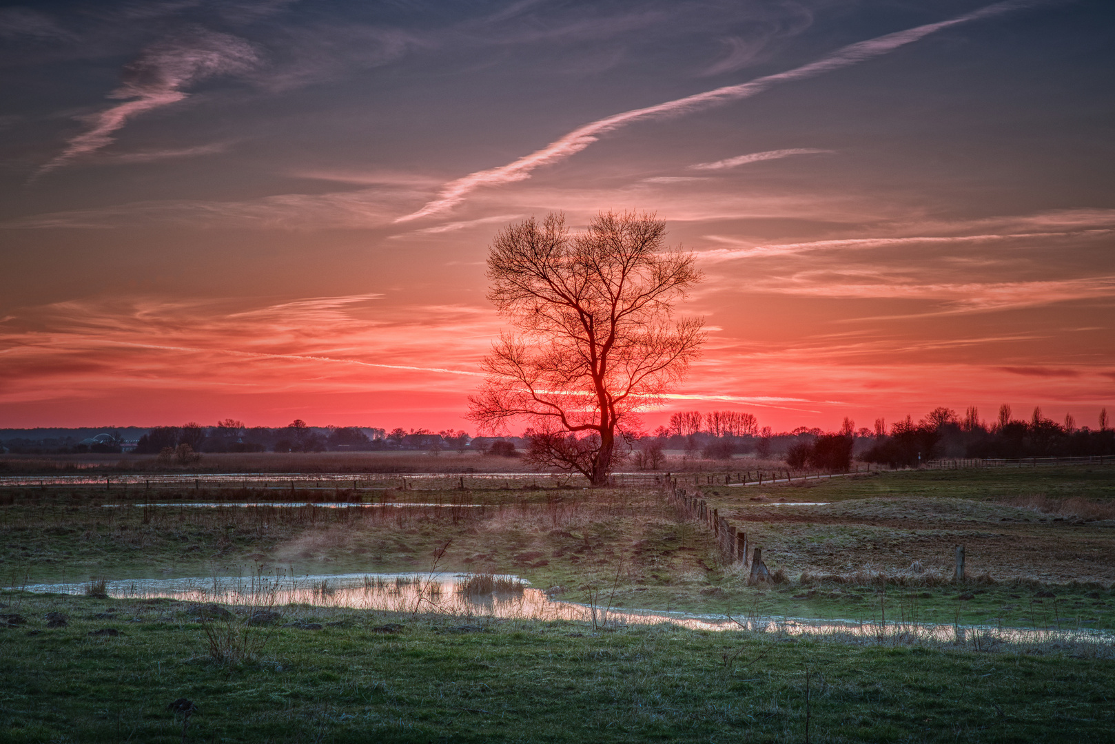 Sunset Tree