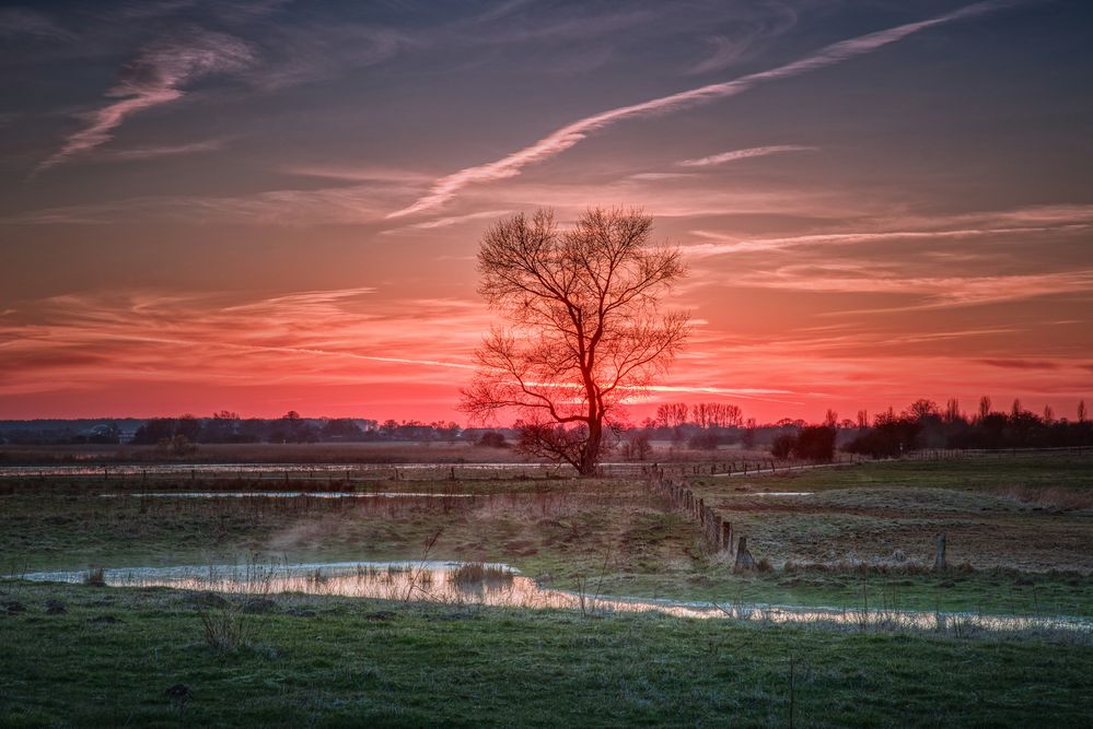 Sunset Tree