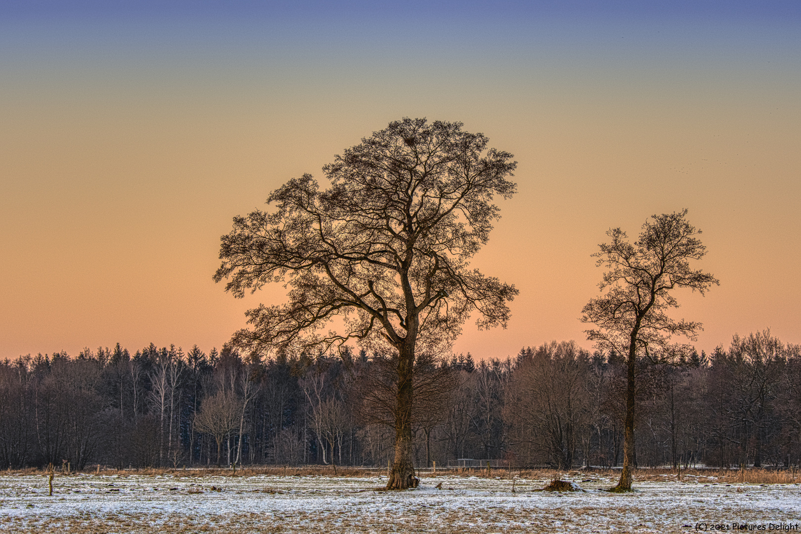 - Sunset trees -