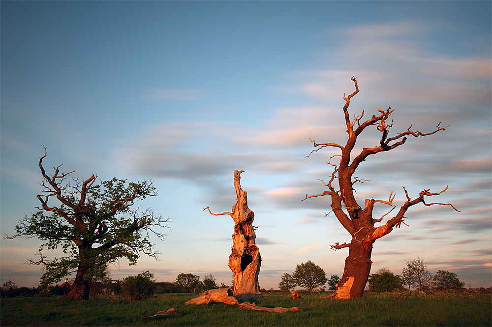 Sunset Trees