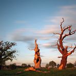 Sunset Trees