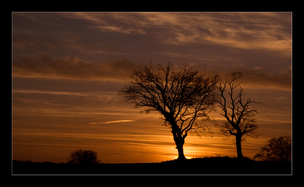 Sunset trees