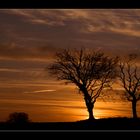 Sunset trees