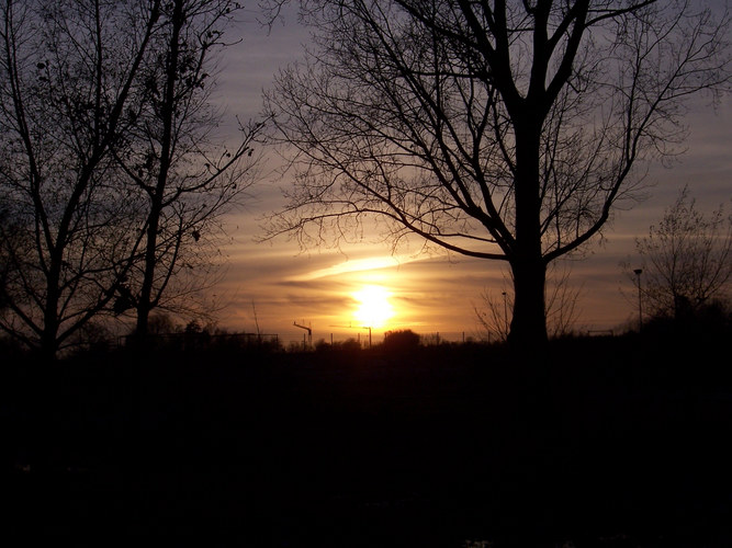 Sunset & Trees