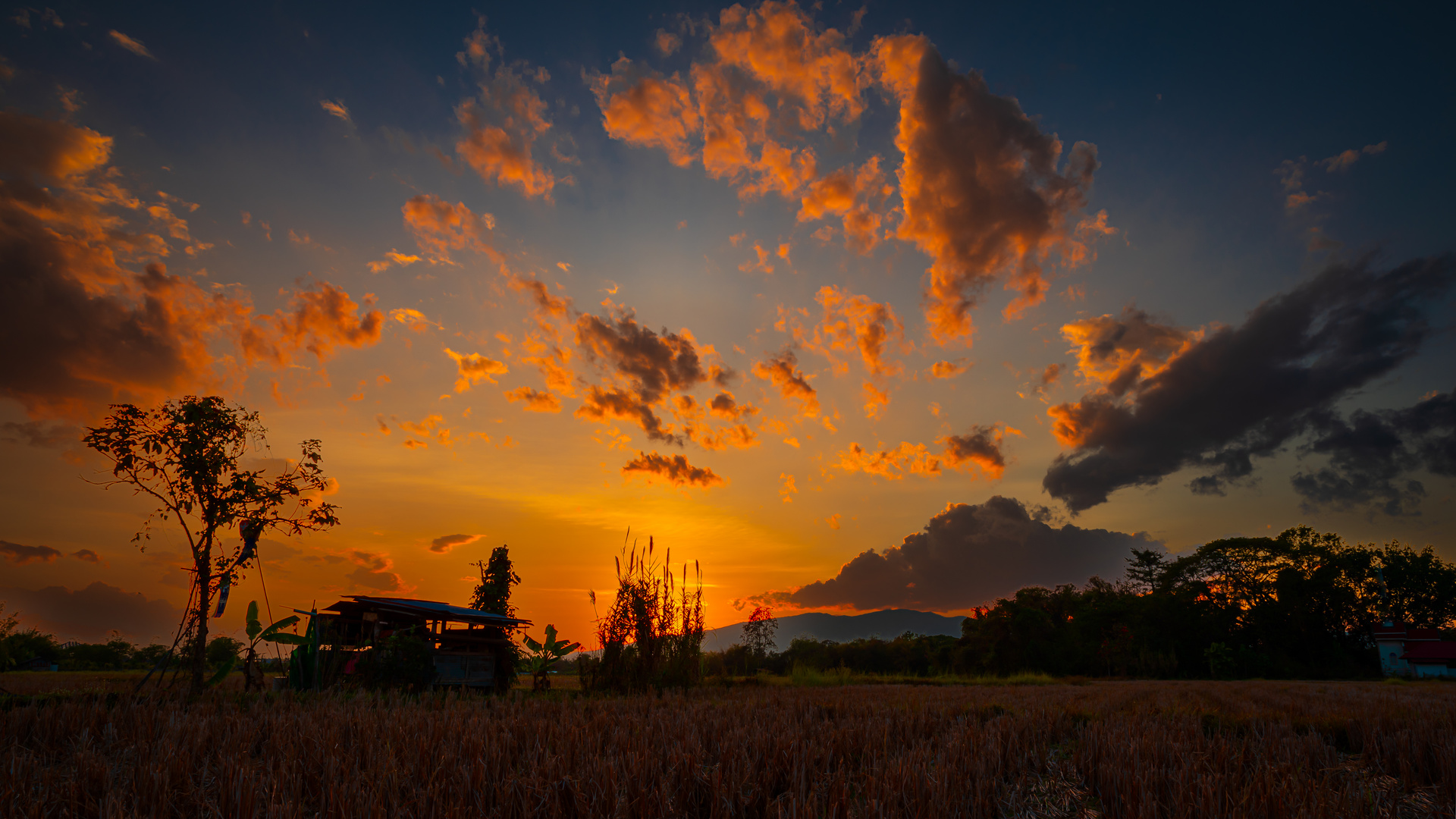 Sunset über dem  Reisfeld in Thailand