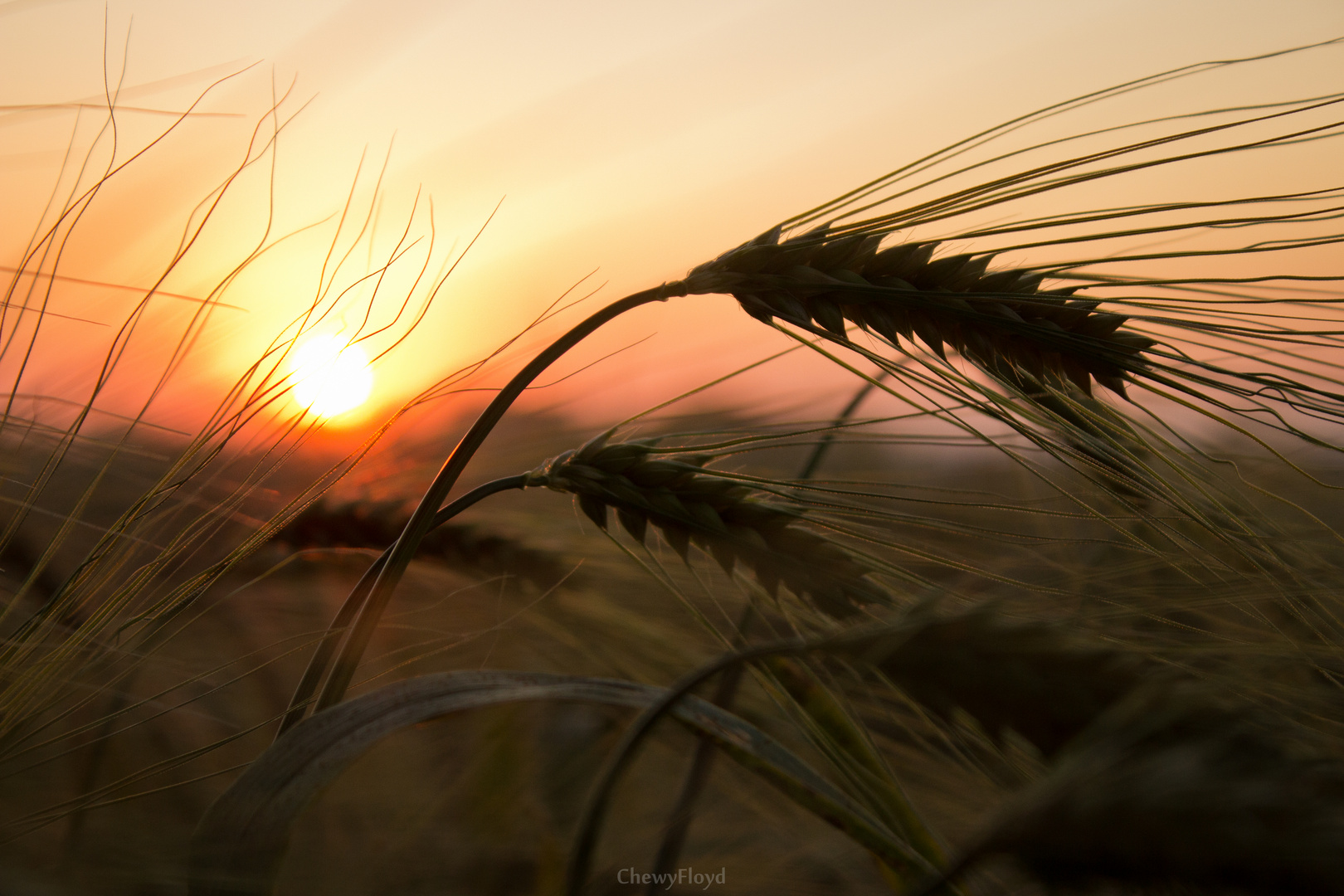 Sunset Wheat II