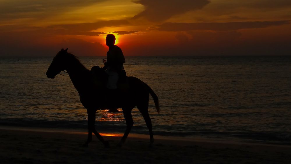 sunset with a horse