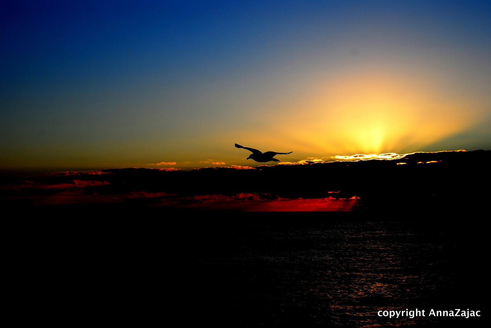 sunset with a sea gull