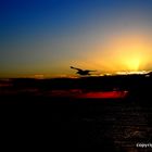 sunset with a sea gull