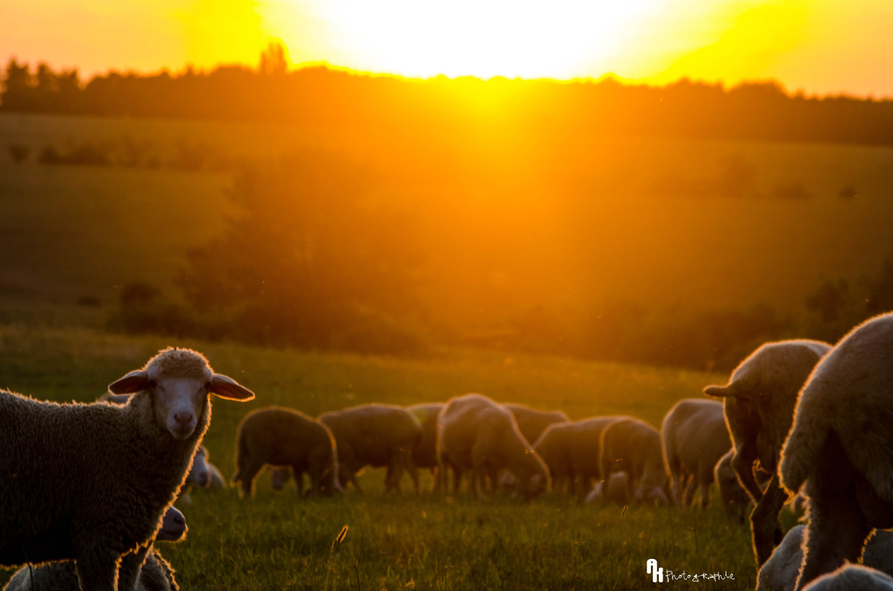 Sunset with a sheep