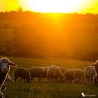 Sunset with a sheep