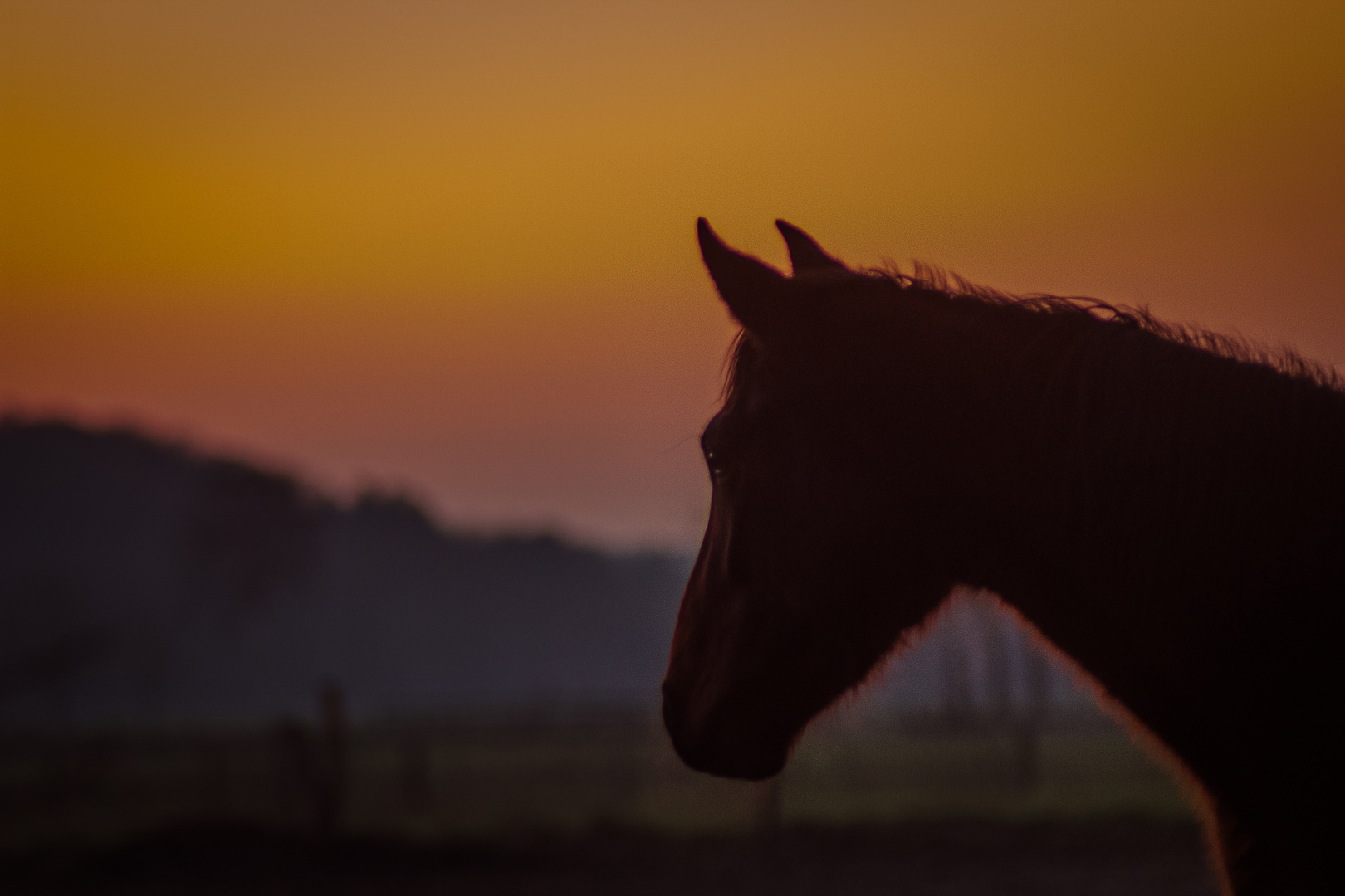 Sunset with black Beauty