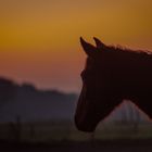 Sunset with black Beauty