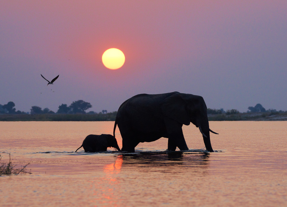 Sunset with Elefants II