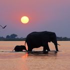 Sunset with Elefants II