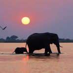 Sunset with Elefants II