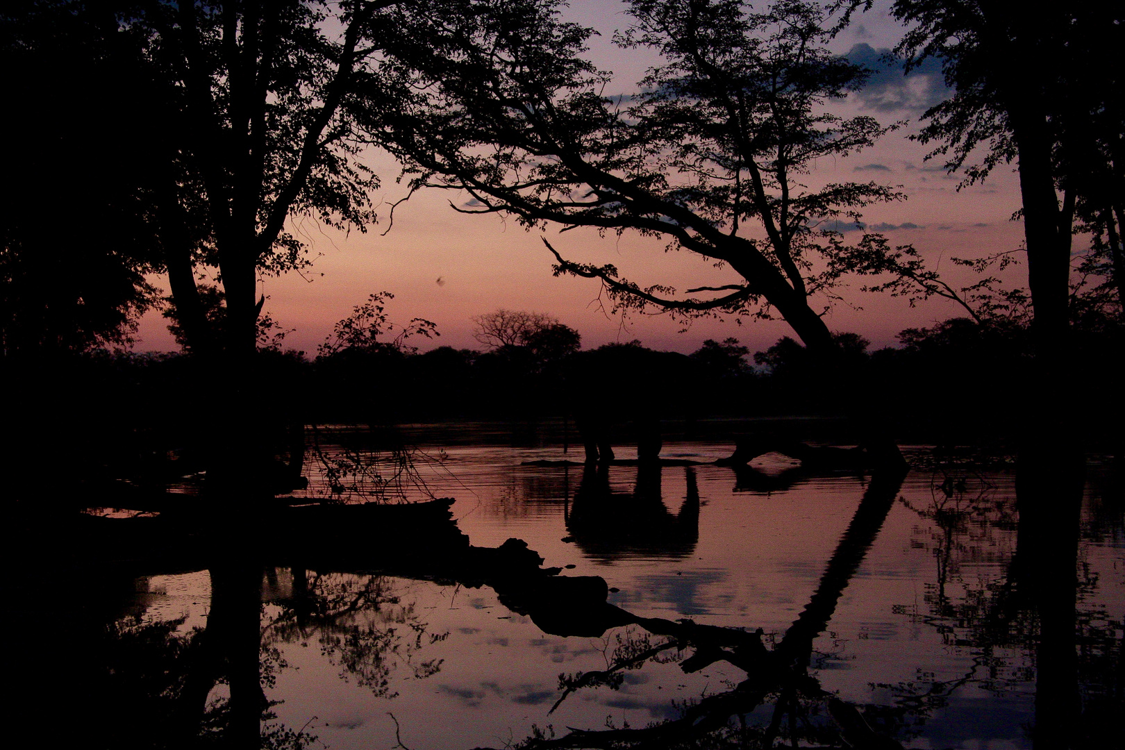 sunset with Elephant