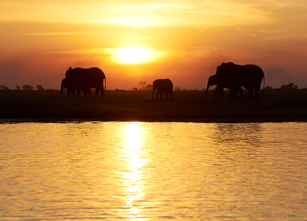 Sunset with Elephants
