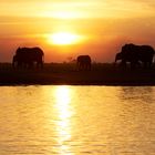 Sunset with Elephants