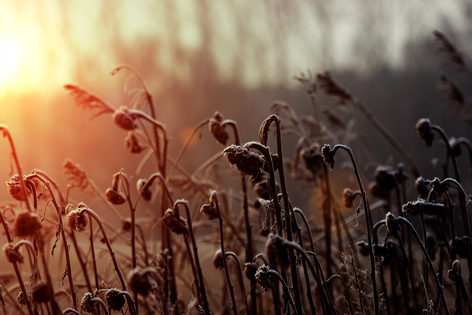 Sunset with frosted Sunflowers