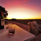 Sunset with Grayhound/ Spain