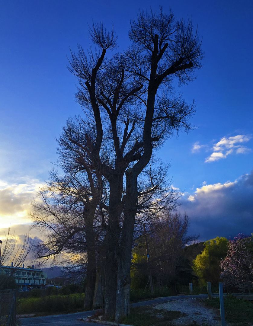 "Sunset with large tree in spring-time"