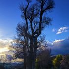 "Sunset with large tree in spring-time"