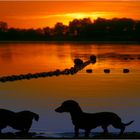 ...sunset with my pets...