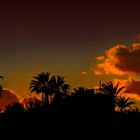 "Sunset with Palm Trees"