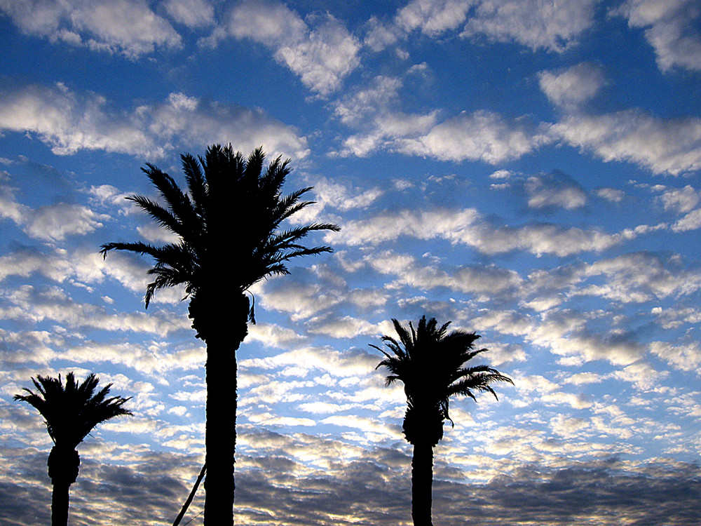 Sunset with Palm Trees