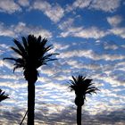 Sunset with Palm Trees