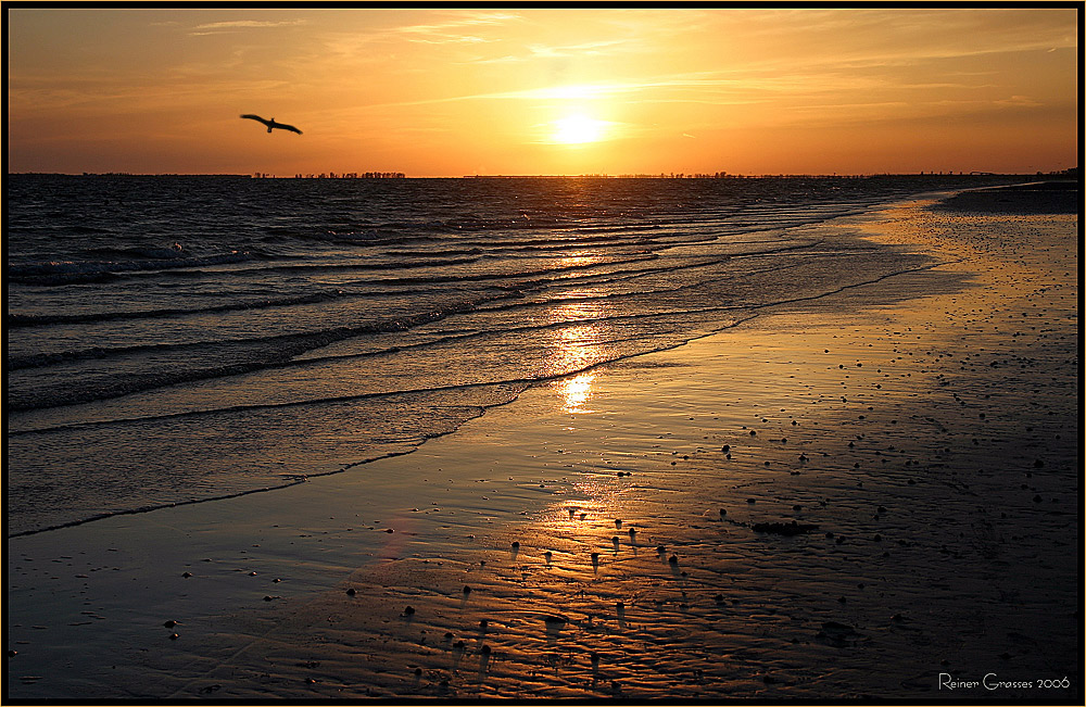 Sunset with Pelican