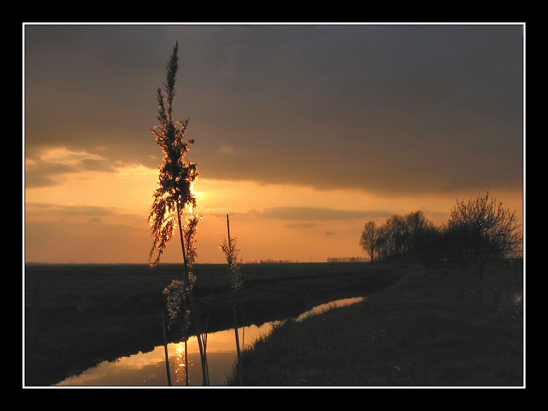 Sunset with reed # 2