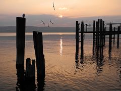 Sunset with seagulls