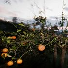 Sunset with small orange trees