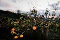 Sunset with small orange trees