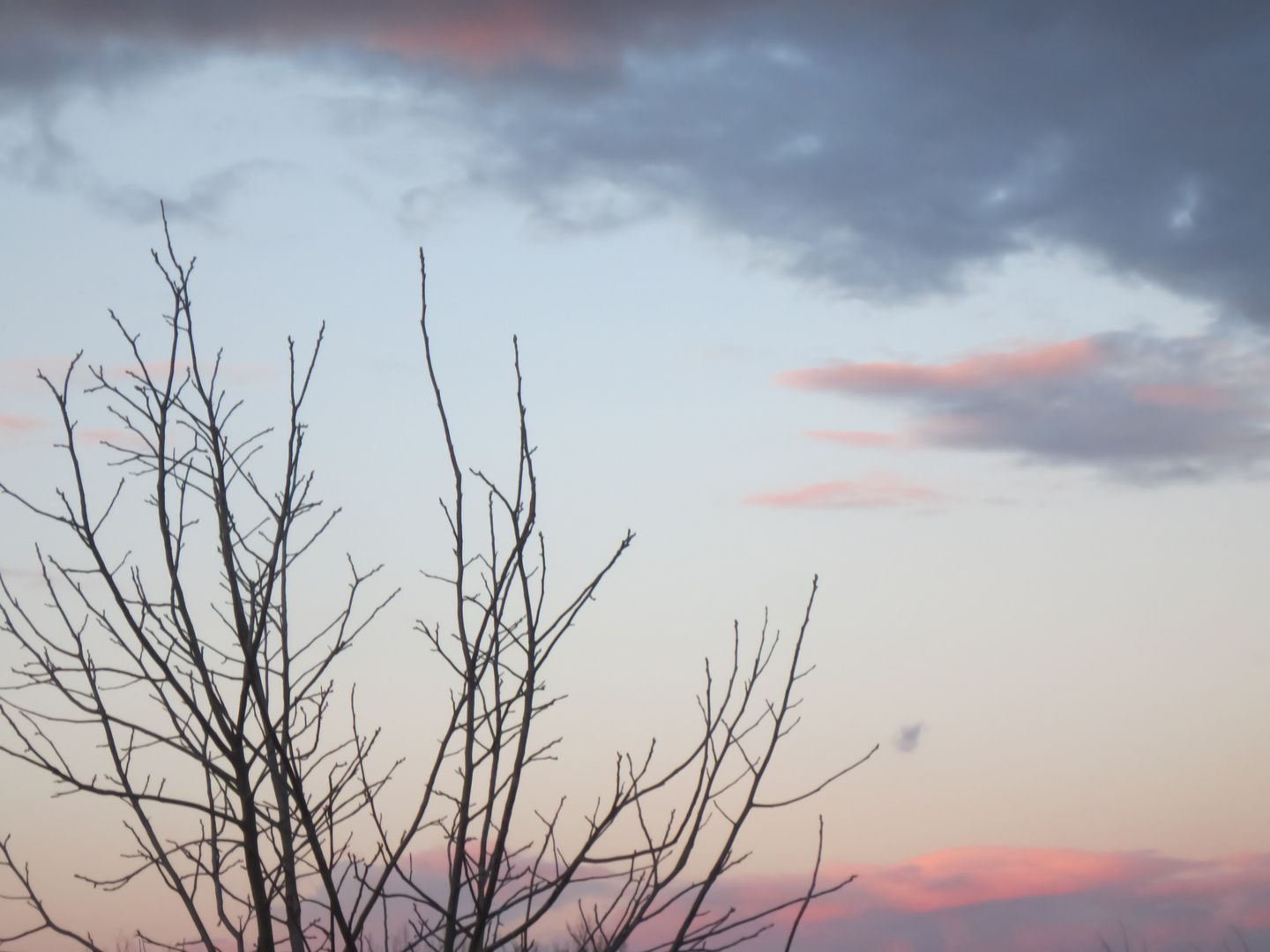 Sunset with tree