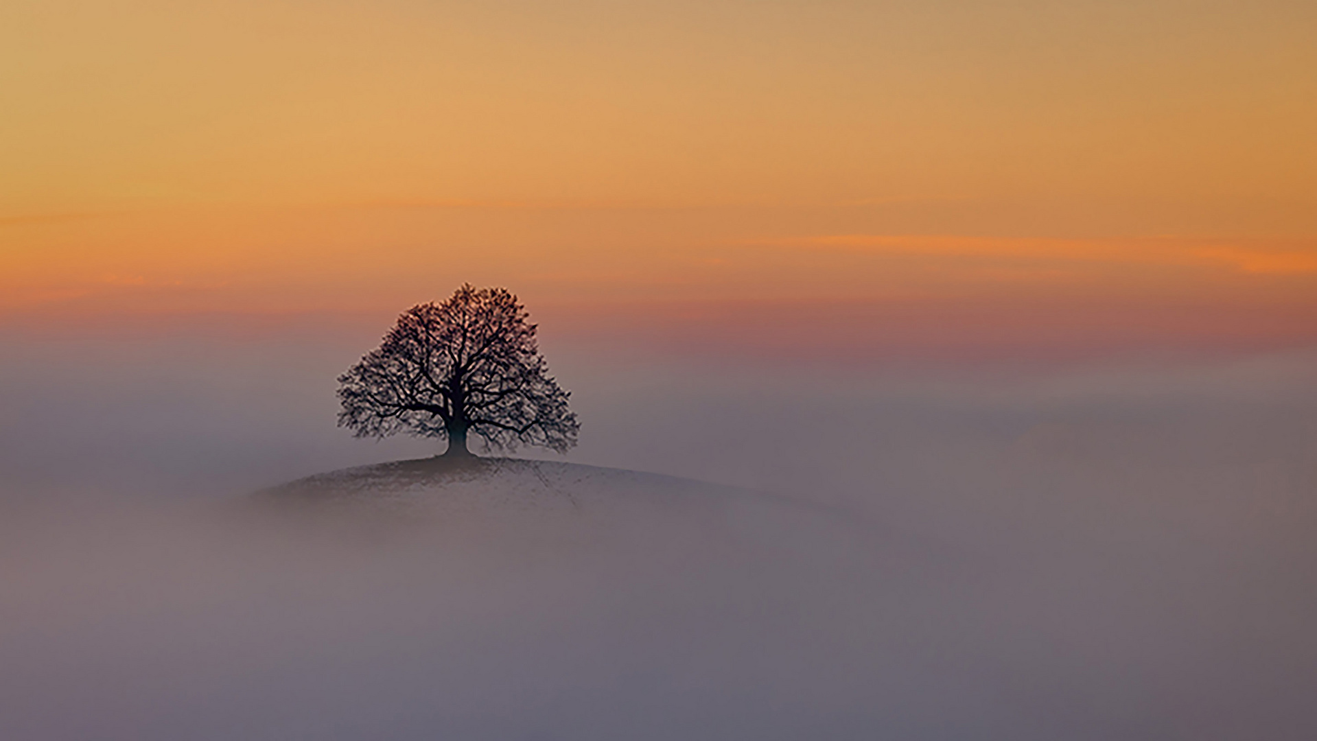 Sunset with Tree in the fog