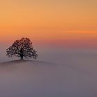 Sunset with Tree in the fog