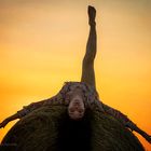 Sunset Yoga